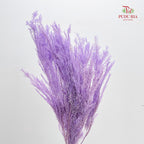 Dry Melaleuca Leaf Purple