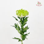 Net Mum Chrysanthemum White Green - (10-12 Stems)