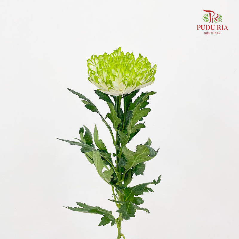 Net Mum Chrysanthemum White Green - (10-12 Stems)