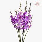 Mokara Dhovo Ties 莫氏兰 - (5 Stems)