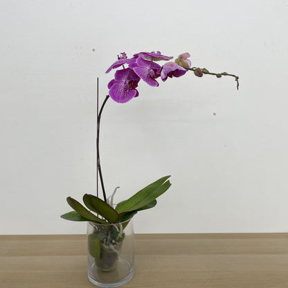 Phalaenopsis Orchid Purple Spot Line Big Single Stem