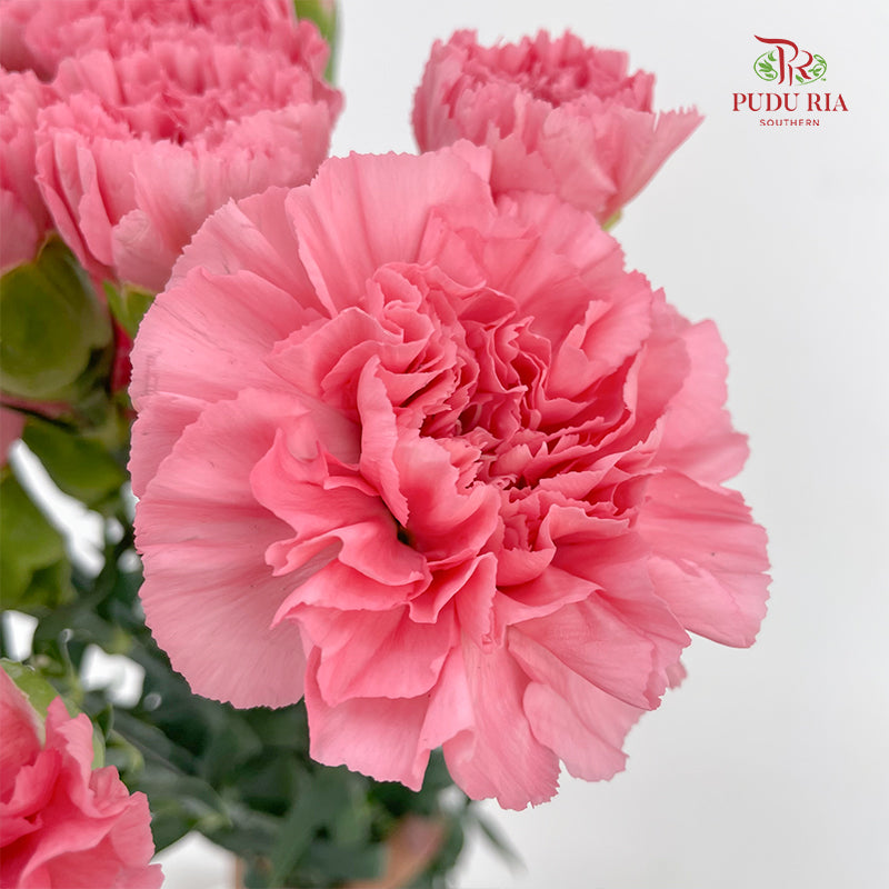 Carnation 康乃馨 Pink - (18-20 Stems)