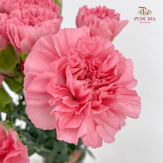 Carnation Light Pink (18-20 Stems)