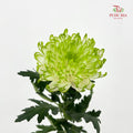 Net Mum Chrysanthemum White Green - (10-12 Stems)