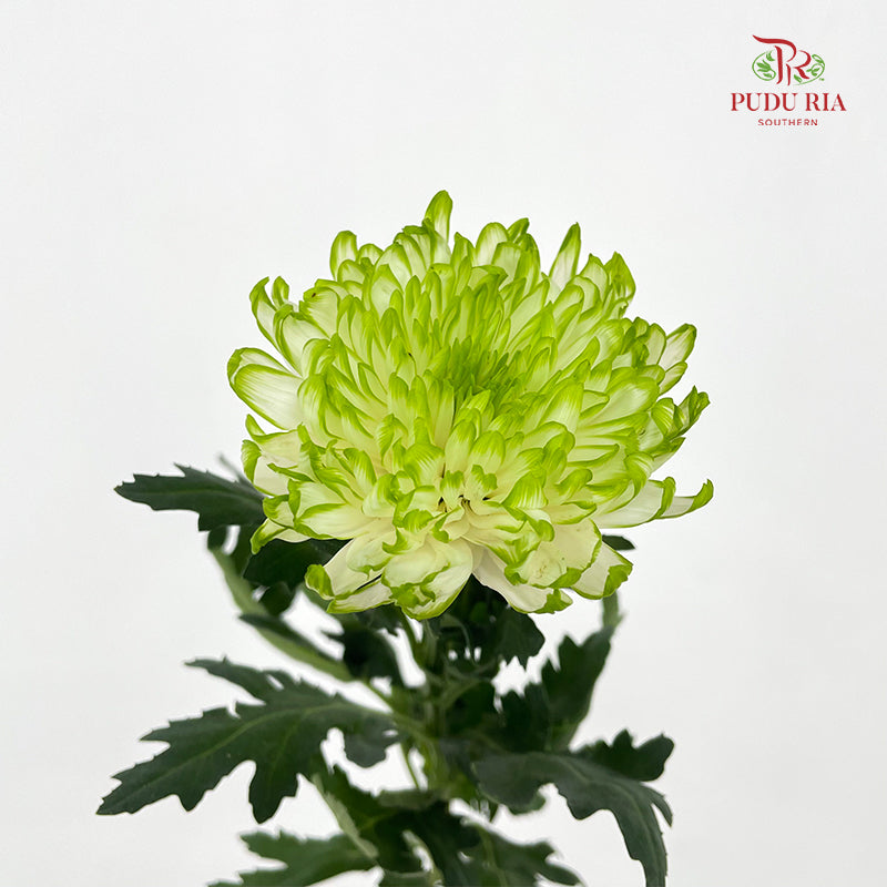 Net Mum Chrysanthemum White Green - (10-12 Stems)