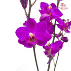 Mokara Dhovo Ties 莫氏兰 - (5 Stems)