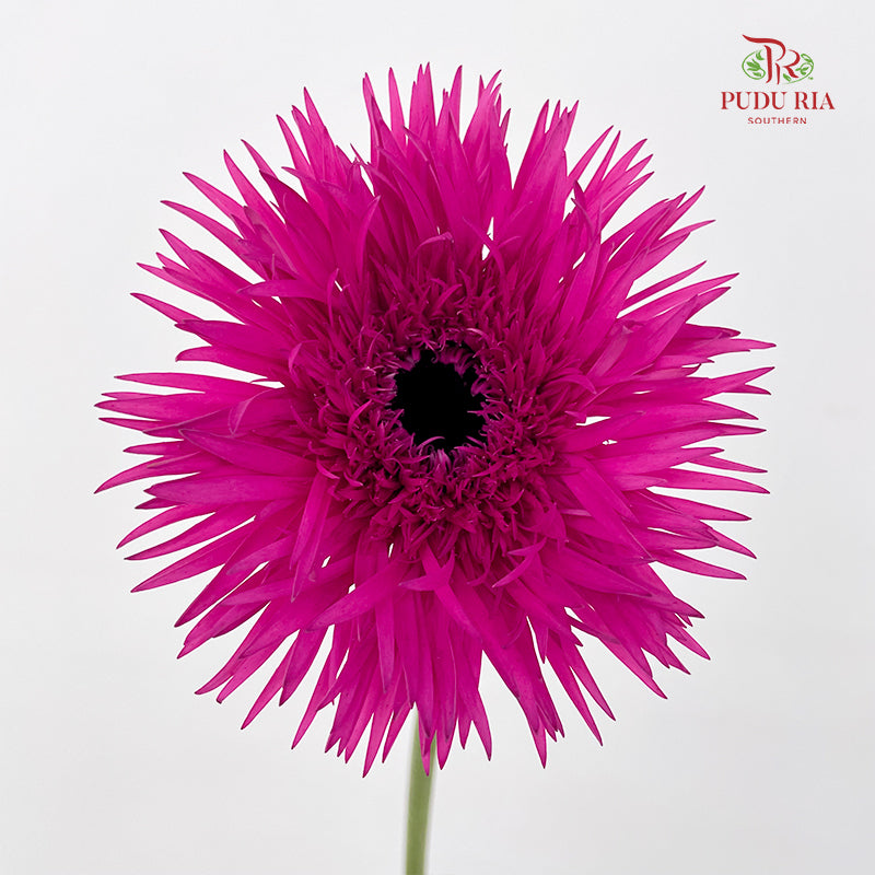 Gerbera Spider Purple - (8-10 Stems)