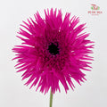 Gerbera Spider Purple - (8-10 Stems)
