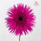 Gerbera Spider Purple - (8-10 Stems)