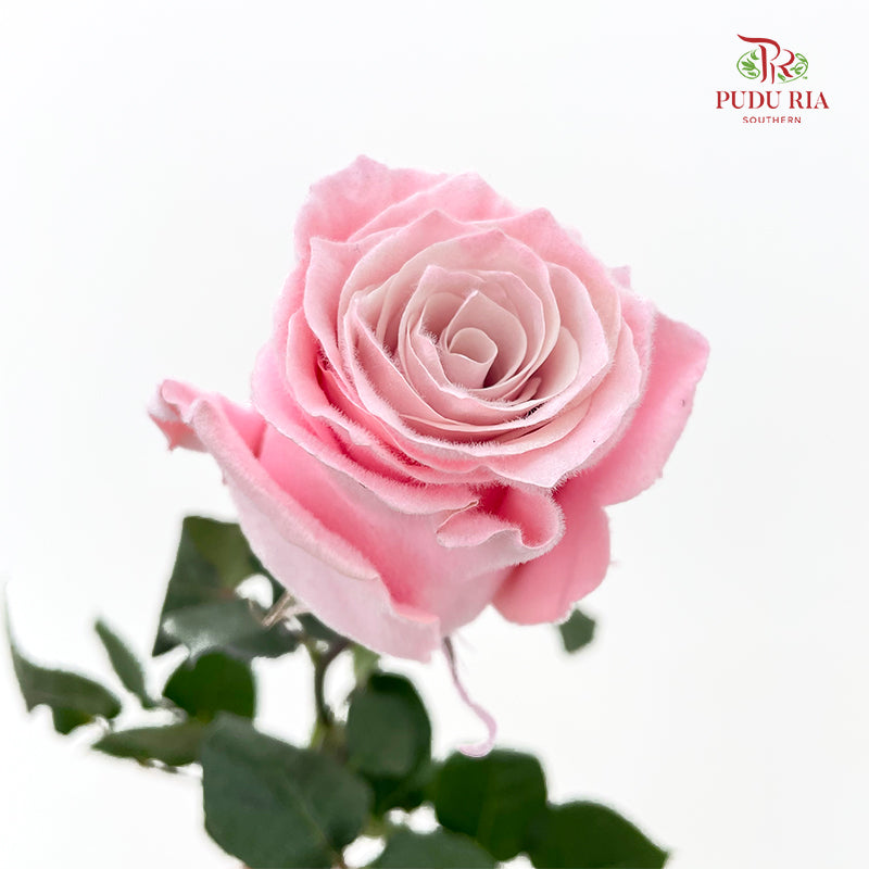 Rose Mondial Dyed Velvet Rose Gold - (8-10 Stems)