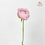 Peony Soft Pink 芍药 - (5 Stems)