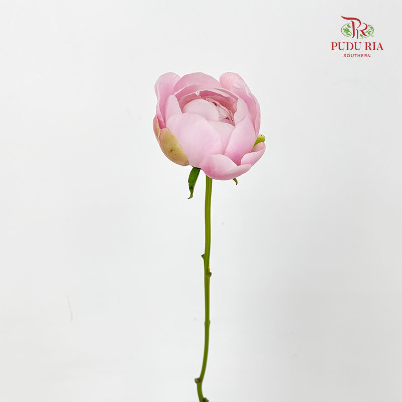 Peony Soft Pink 芍药 - (5 Stems)