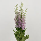 Delphinium Short Light Purple - (5 Stems)