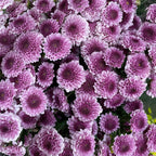 Chrysanthemum Pompom Button Purple - (10-12 Stems)