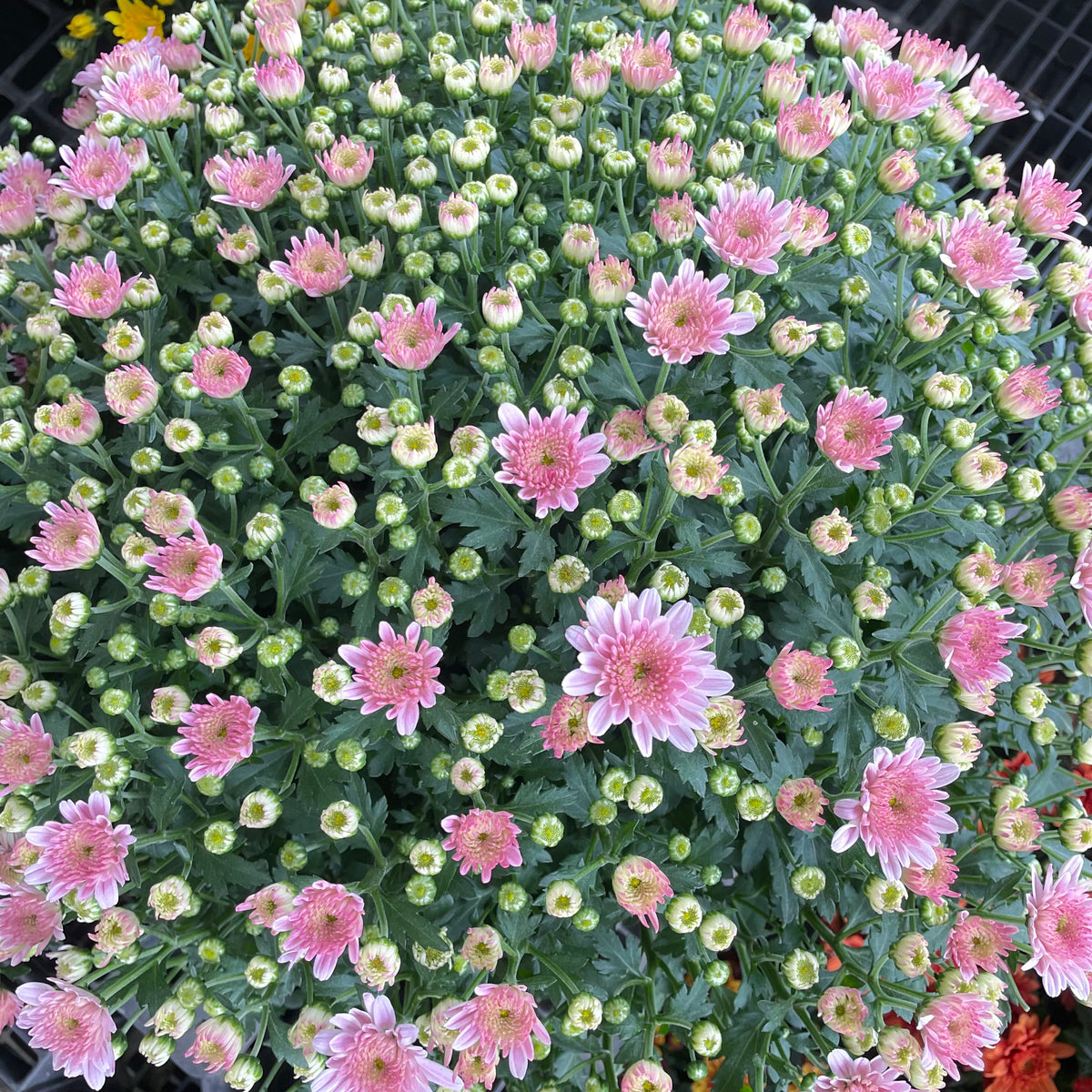 Chrysanthemum Gypsophilla P210 菊花满天星