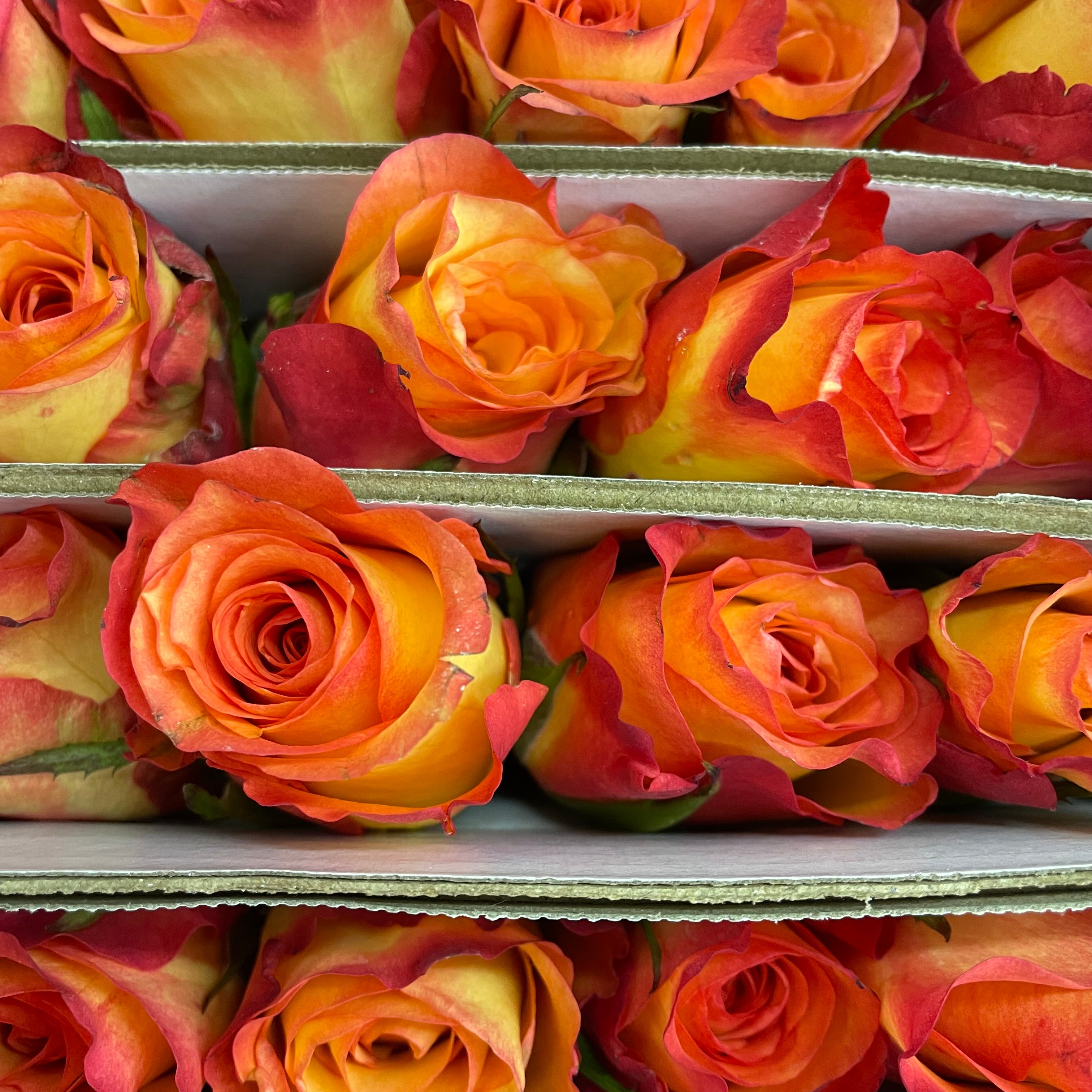 Rose Golden Light - (8-10 Stems)