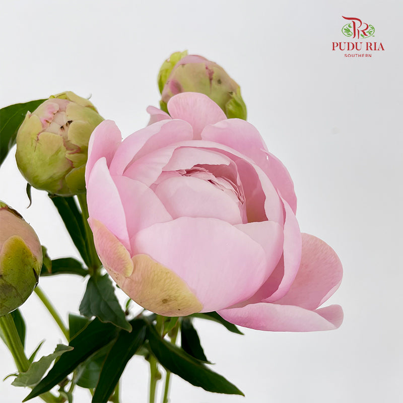 Peony Soft Pink 芍药 - (5 Stems)