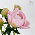 Peony Soft Pink 芍药 - (5 Stems)