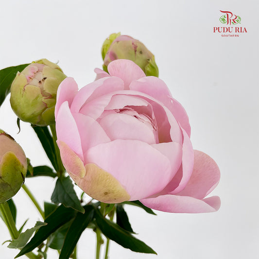Peony Soft Pink 芍药 - (5 Stems)