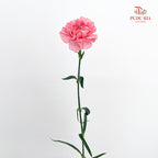 Carnation 康乃馨 Pink - (18-20 Stems)