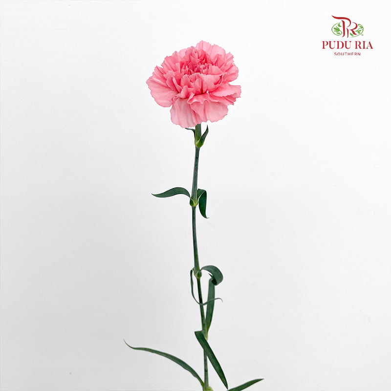 Carnation 康乃馨 Pink - (18-20 Stems)