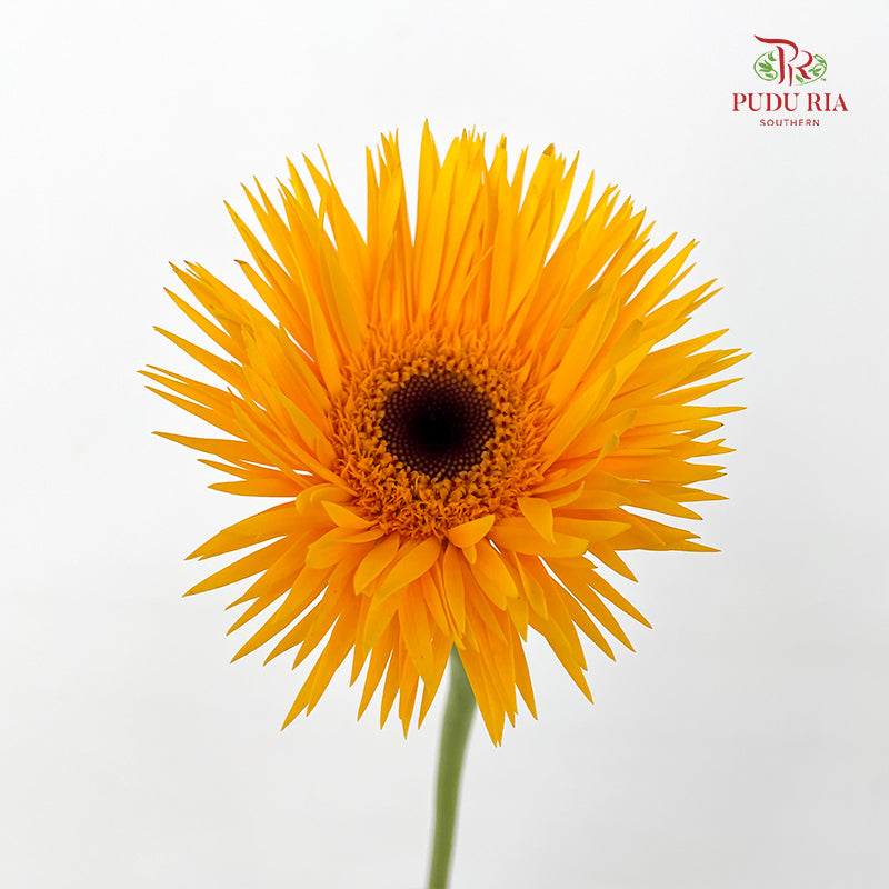 Gerbera Spider Yellow - (8-10 Stems)
