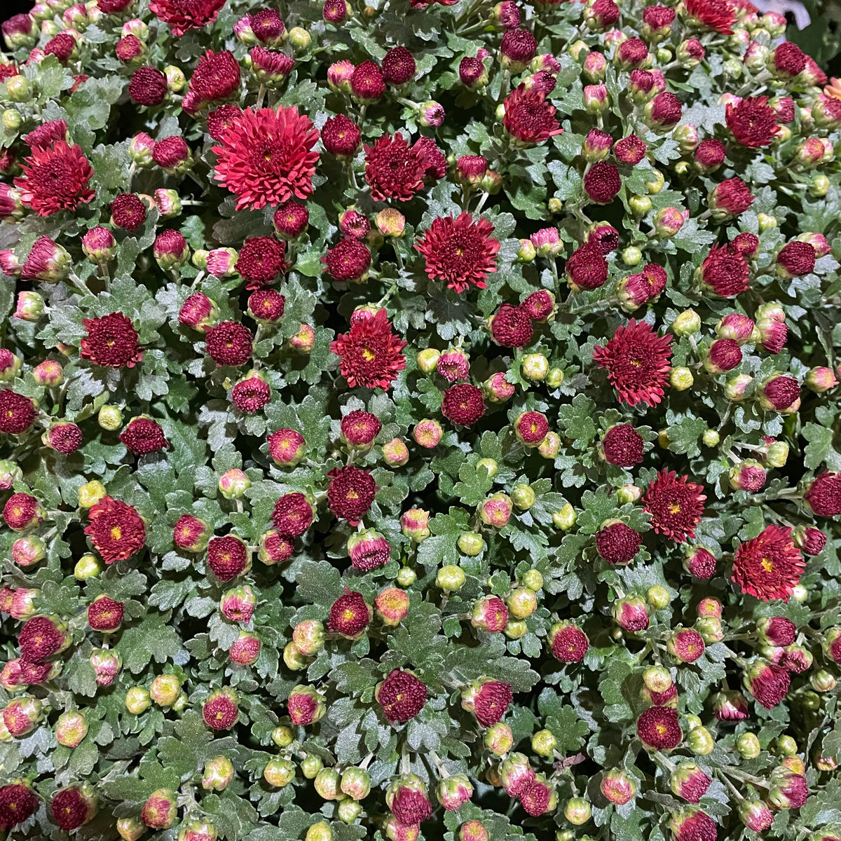 Chrysanthemum Gypsophilla P310 菊花满天星 2025