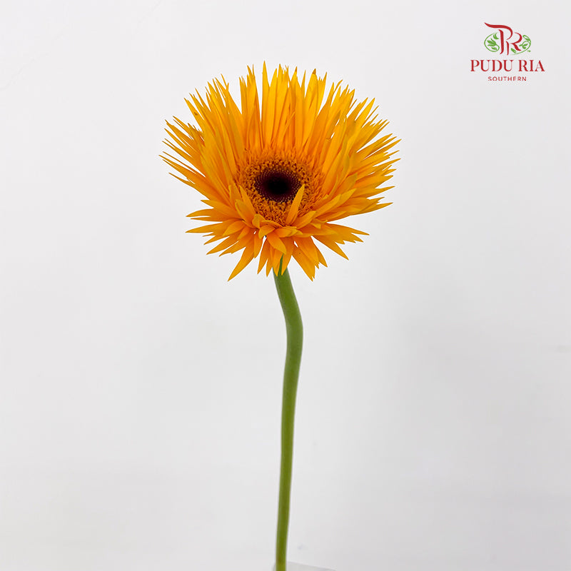 Gerbera Spider Yellow - (8-10 Stems)