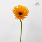 Gerbera Spider Yellow - (8-10 Stems)