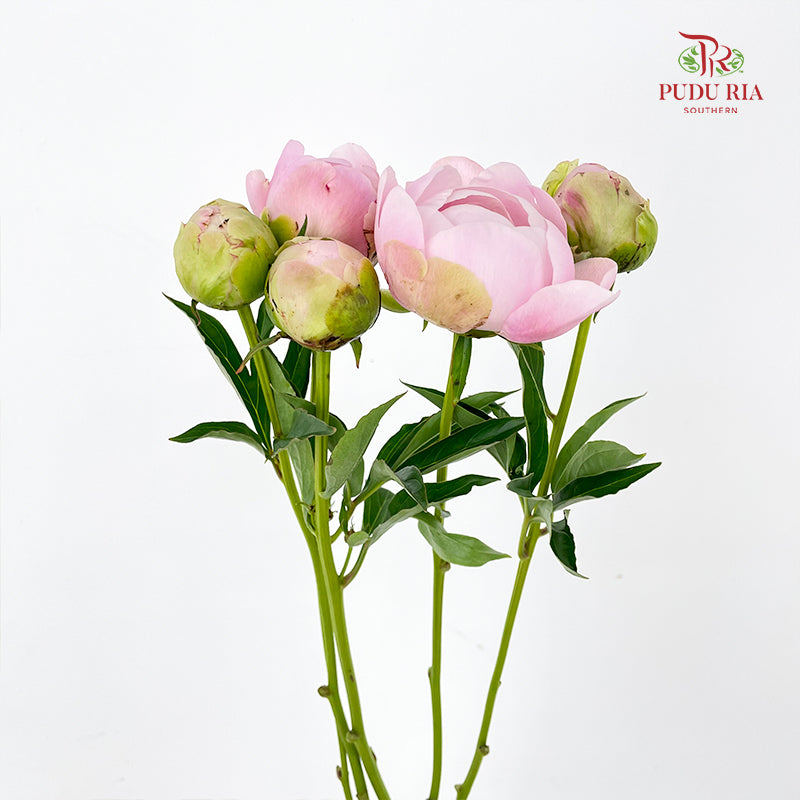 Peony Soft Pink 芍药 - (5 Stems)