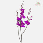 Mokara Dhovo Ties 莫氏兰 - (5 Stems)