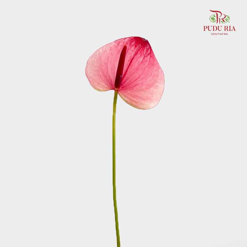 Anthurium 火鹤花 - (5 Stems)