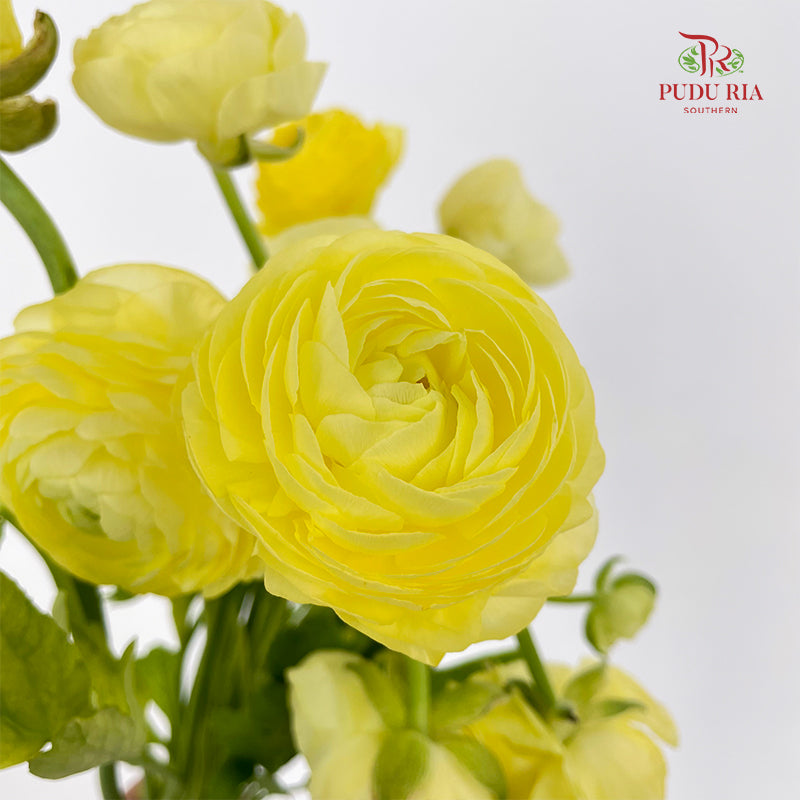Ranunculus Light Yellow 毛茛属 - (8 - 10 Stems)