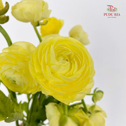 Ranunculus Light Yellow 毛茛属 - (8 - 10 Stems)