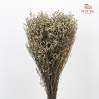 Dry Flower Caspia - Yellow