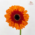 Gerbera Red 非洲菊 - (8-10 Stems)