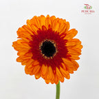 Gerbera Red 非洲菊 - (8-10 Stems)