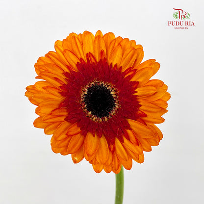 Gerbera Red/Orange - (8-10 Stems)
