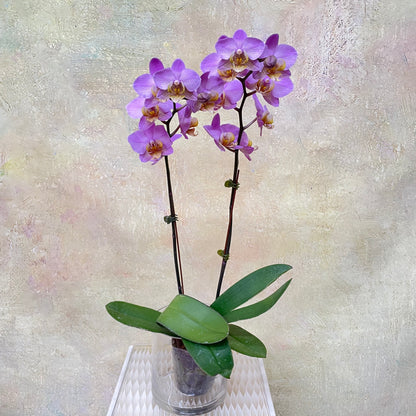 Phalaenopsis Orchid Purple Medium Double Stems