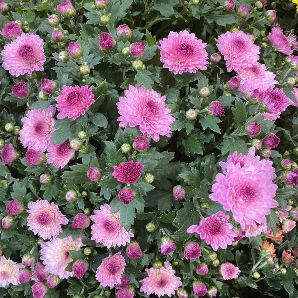 Chrysanthemum Gypsophilla P210  菊花满天星 2025