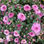 Chrysanthemum Gypsophilla P210  菊花满天星 2025