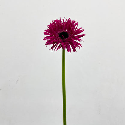 Gerbera Spider Purple - (8-10 Stems)