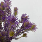 Spray Golden Goose Purple - (Per Bundle)