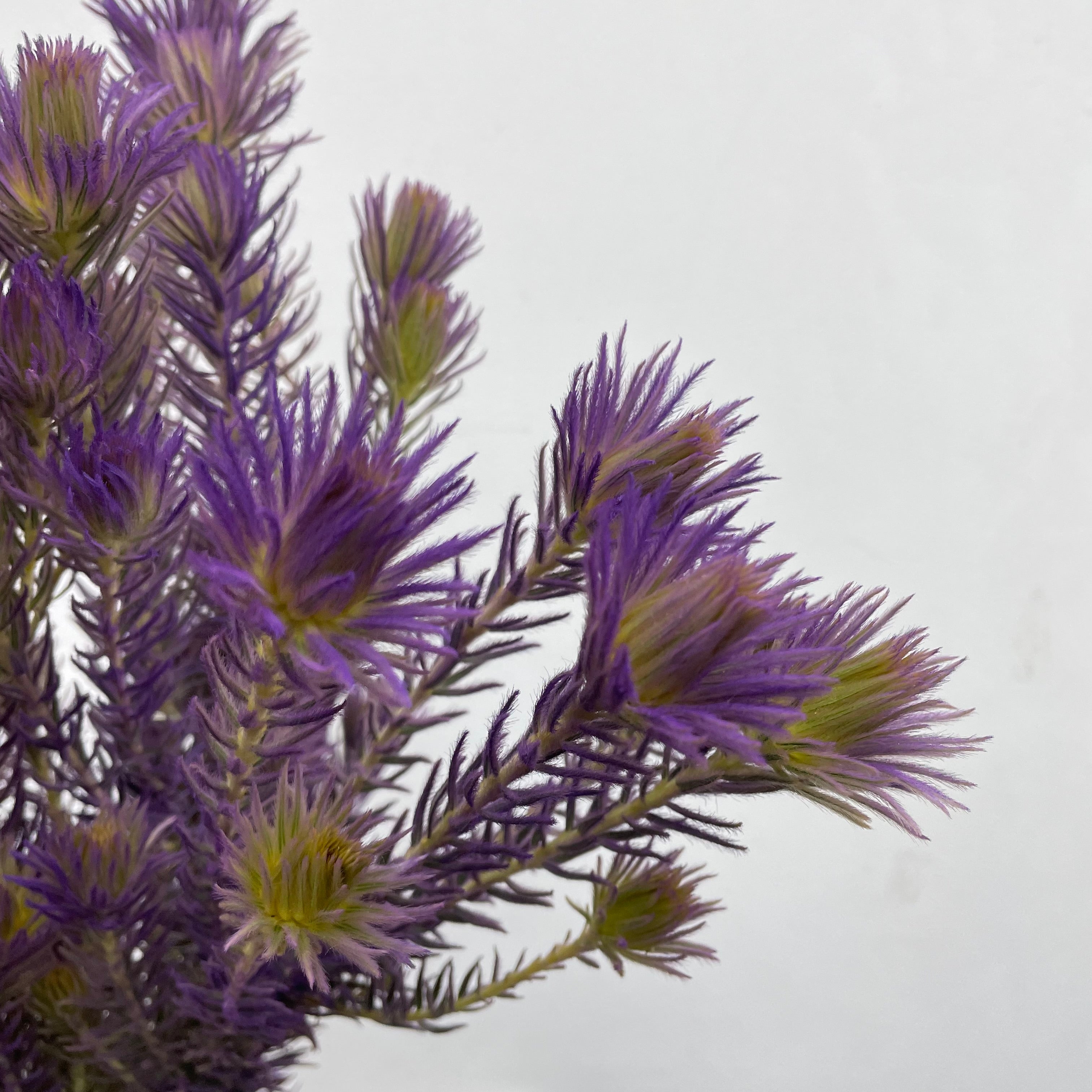 Spray Golden Goose Purple - (Per Bundle)