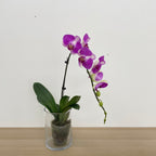 Phalaenopsis Orchid Purple White Big