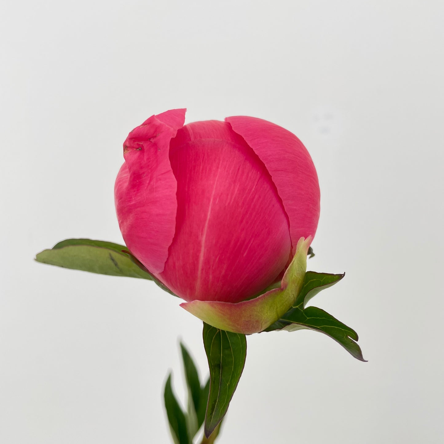Peony Dark Pink (2 Stems)