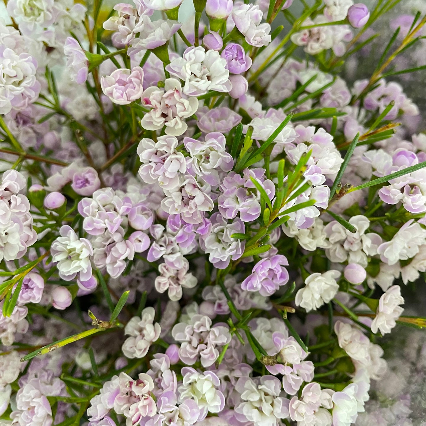 Wax Flower Light Purple - (Per Bundle)