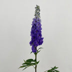 Delphinium Short Purple - (5 Stems)