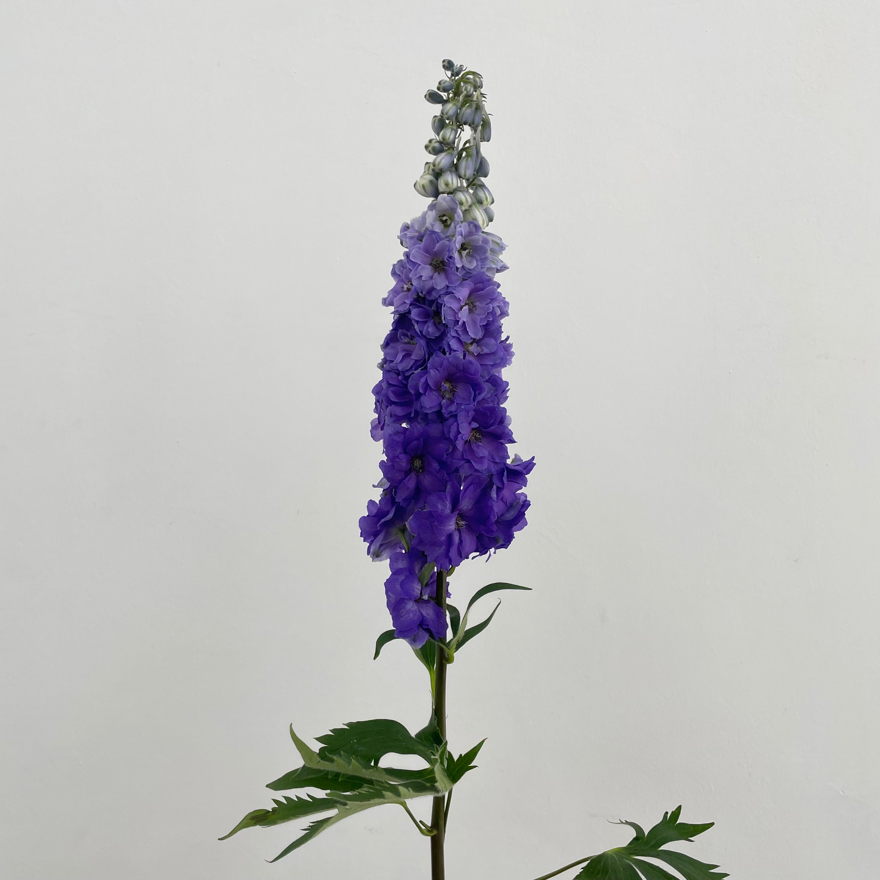 Delphinium Short Purple - (5 Stems)