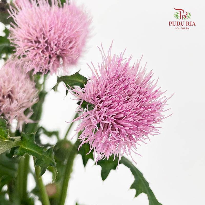 Cirsium Japonicum Pink - (Per Bundle)